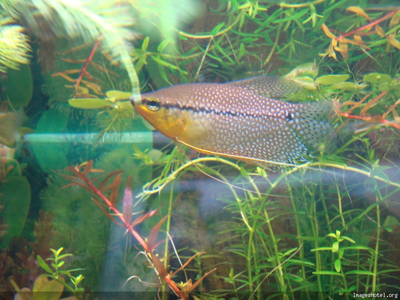 trichogasterleeri.jpg