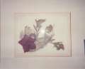 Cliquez une image pour l'afficher en taille r�elle