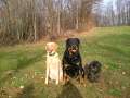 collier - Quel(s) collier(s) pour votre chien? Chiennes048