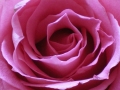 rose mamie