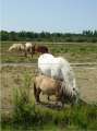 Cliquez une image pour l'afficher en taille r�elle