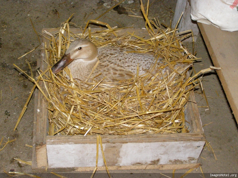 cane qui couve, quelle nourriture lui donnée?